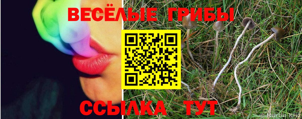 Псилоцибиновые грибы GOLDEN TEACHER Зеленогорск